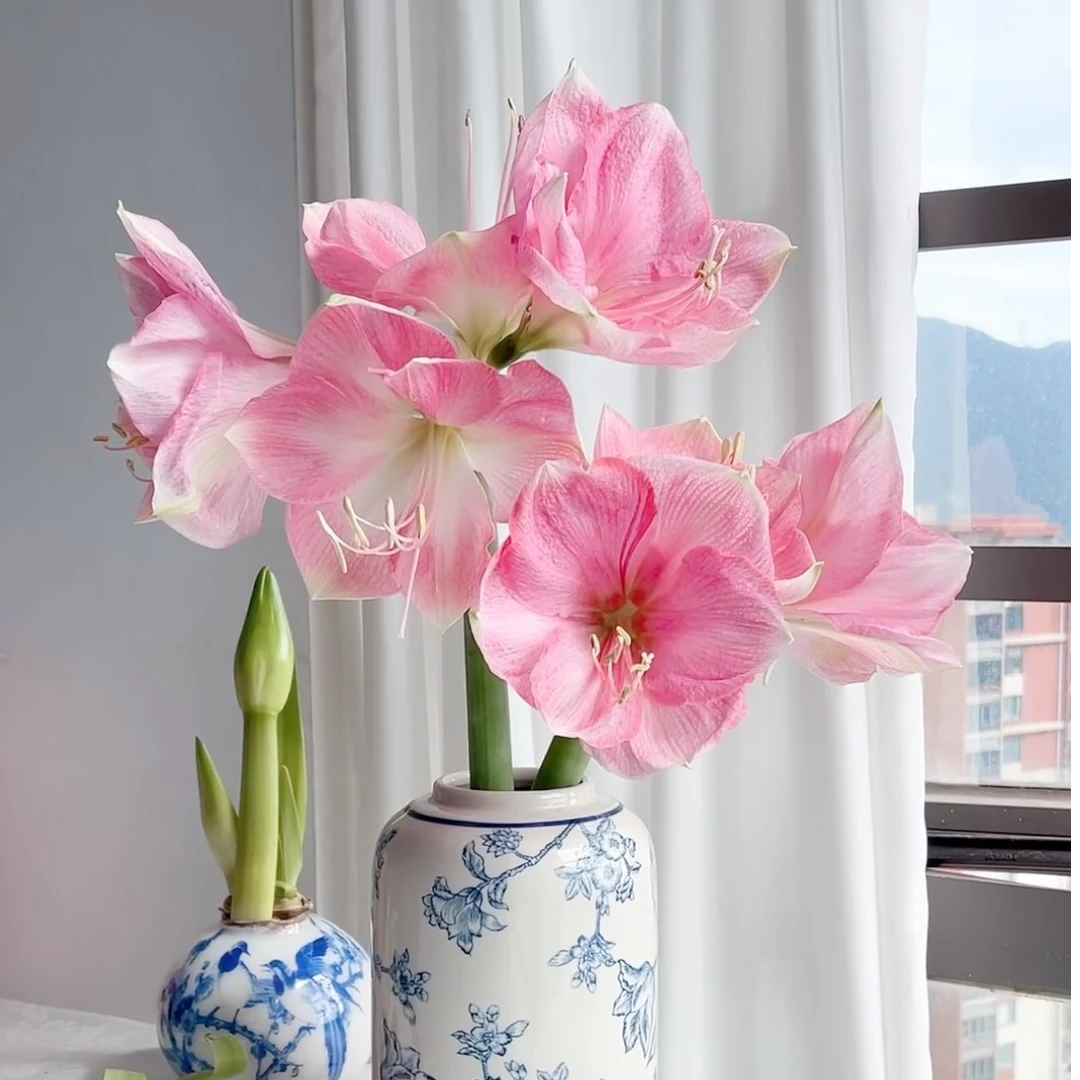 【仙女座｜朱顶红】遇水则炸 新手友好 花期长