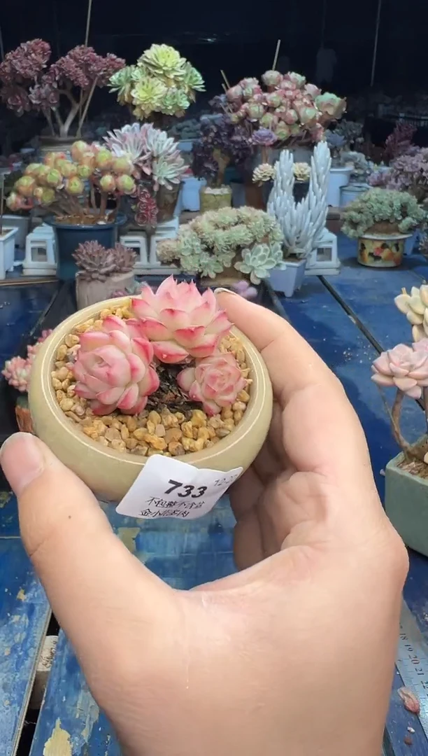 【闪购商品】733不带盆