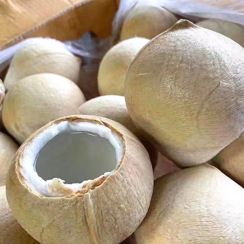 泰国丹嫩沙多椰皇椰青/大果6/10颗装【单果410g-720g/颗】