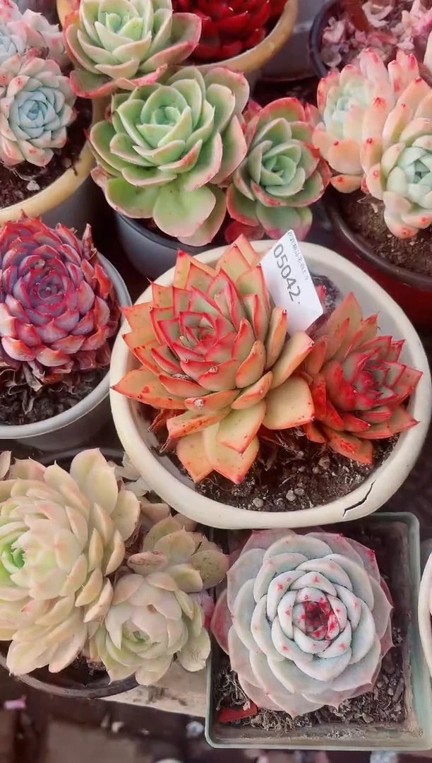 许*跃跃精品多肉05042