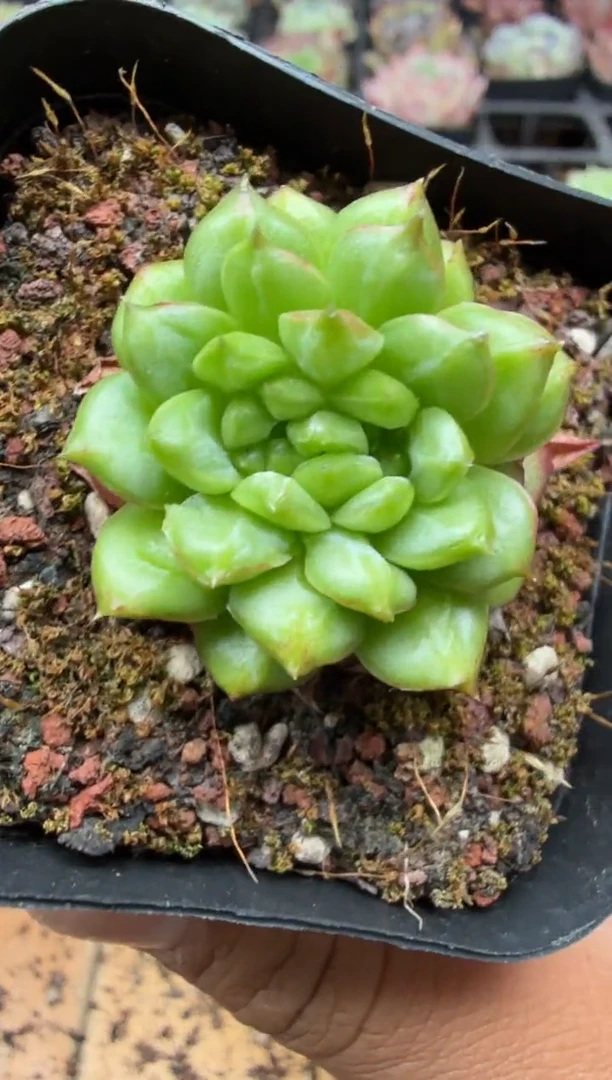 东云多肉园二店-382