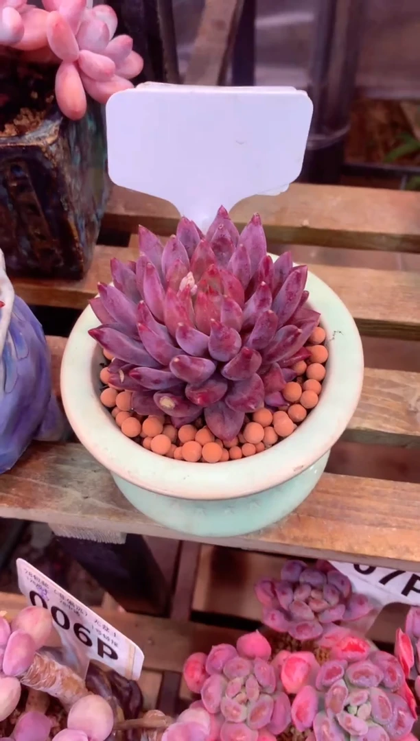 026P（一物一拍，精品多肉，所见即所得 ）1