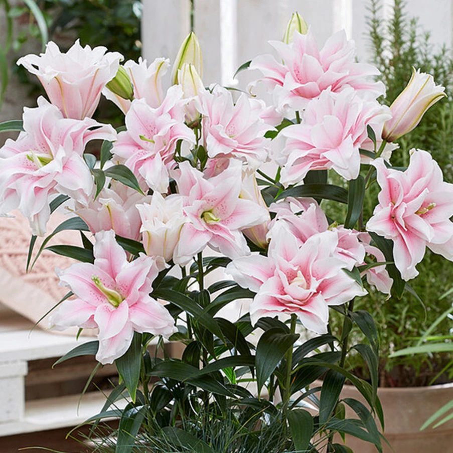 天狼进口种球百合爱莎木门等球根百合花庭院地栽易种花卉绿植盆栽