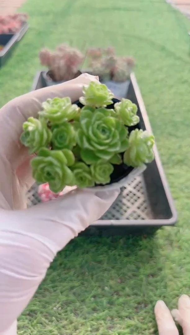 【闪购商品】梦会多肉一物一拍