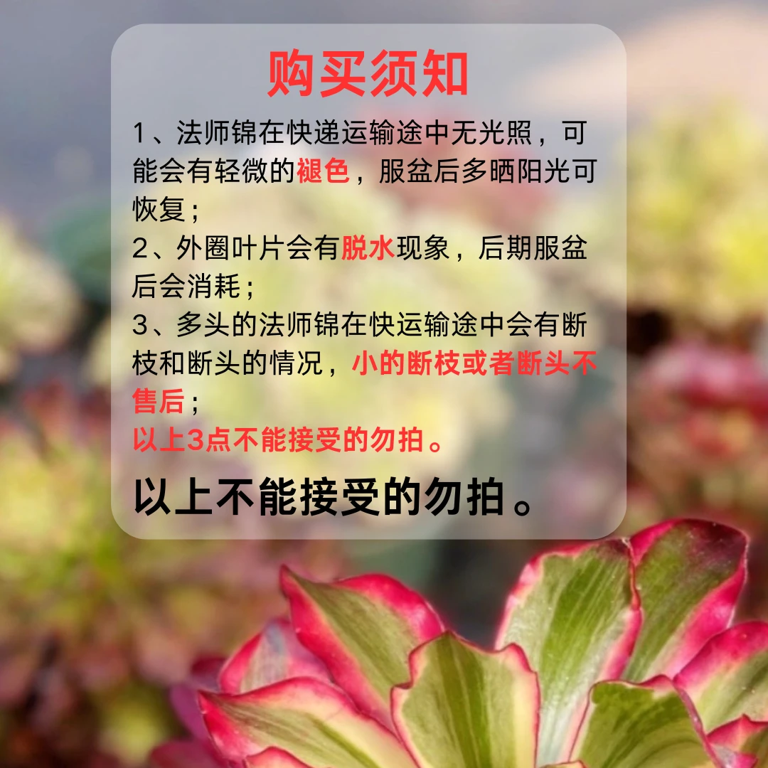 【直播专用】一物一拍法师锦多肉