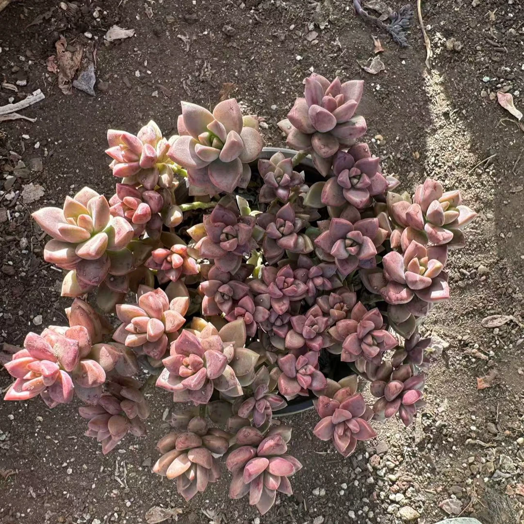 姬胧月 多肉植物 满15包邮