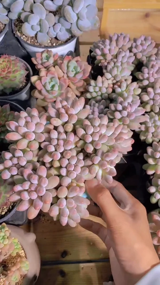 B164-W粉黛婴儿手指3头起3颗（量拍）