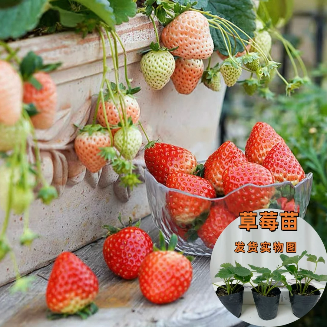 四季结果草莓苗奶油草莓种苗盆栽地栽精品穴盘四季结果