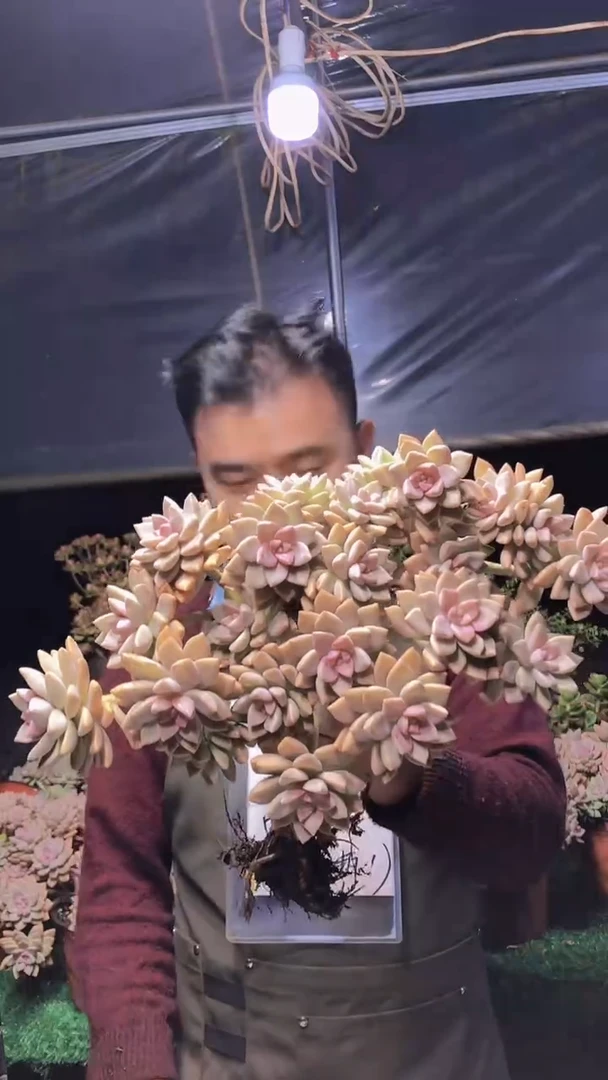 206淡雪缀化一物一拍