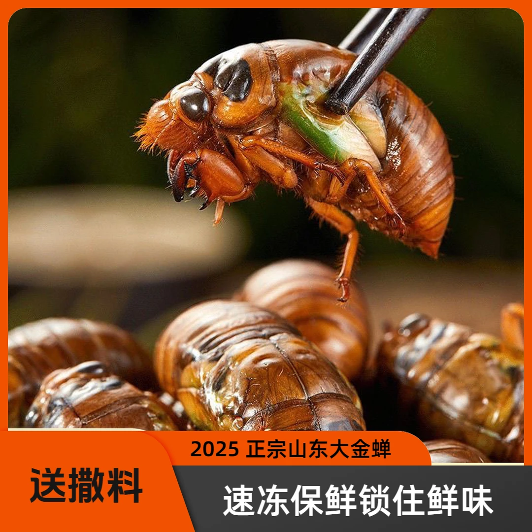2025年山东特产金蝉爬叉当季新货活体速冻顺丰包邮知了猴