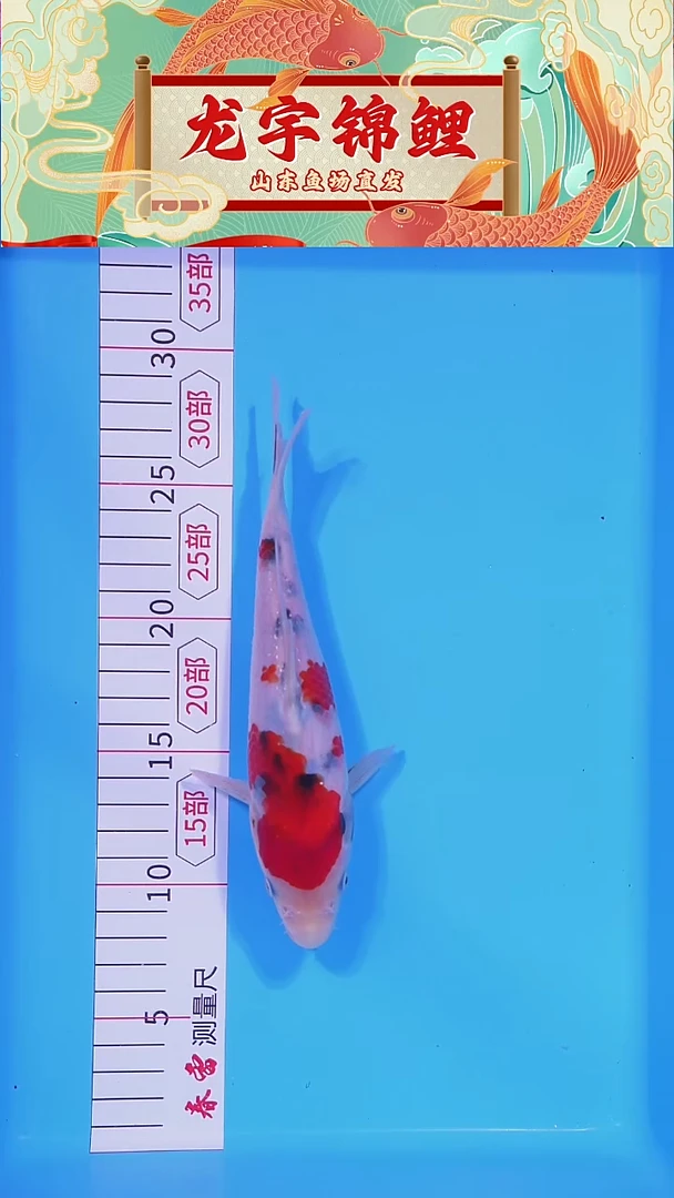 锦鲤121301白底三色