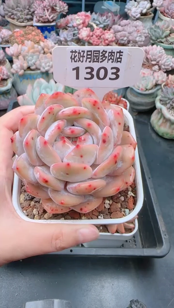【闪购商品】1303.