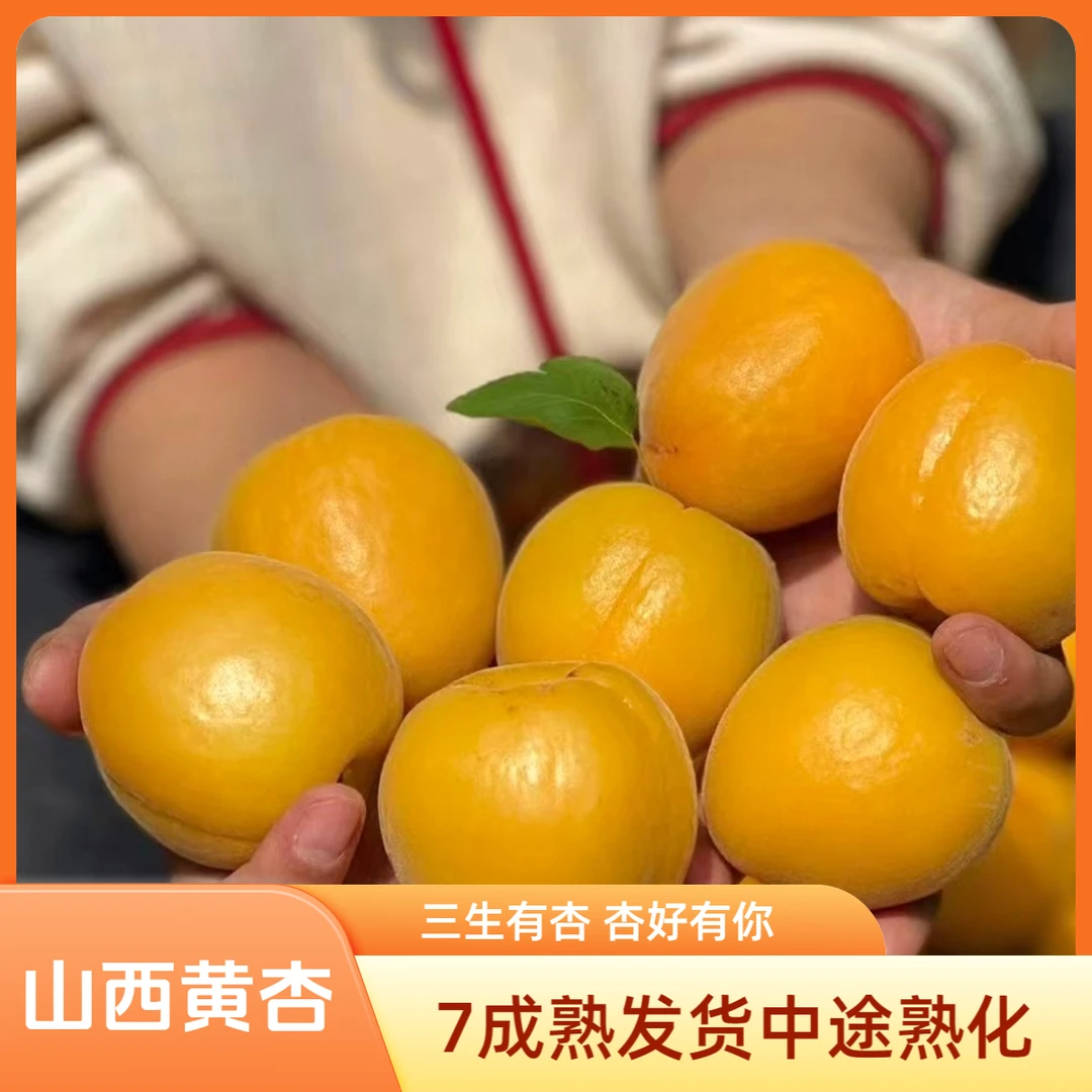 【山西大黄杏】现摘现发金太阳大黄杏山西运城新鲜现摘酸甜爽口包邮