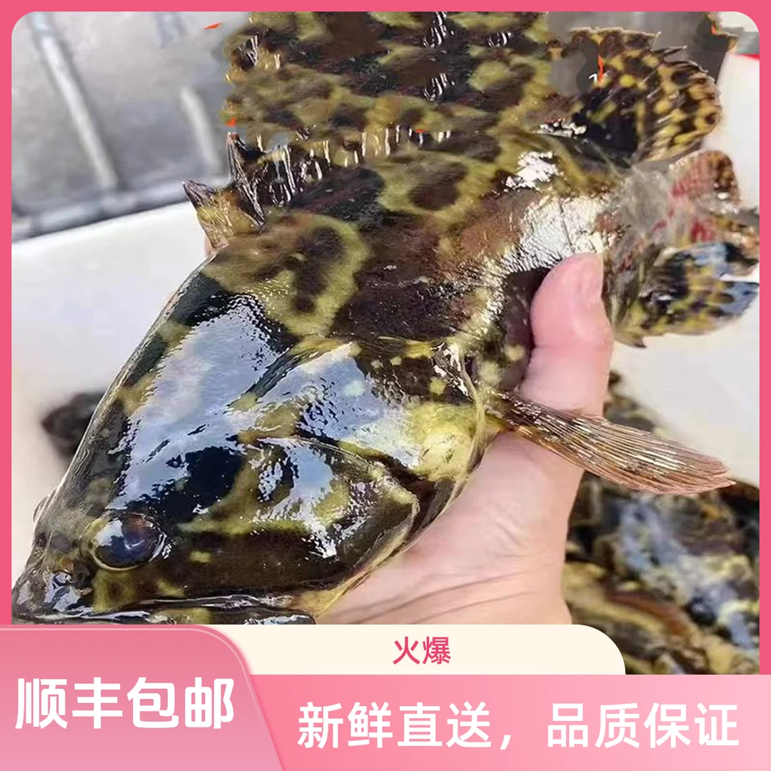 【4-4.3】福建海捕龙胆石斑鱼珍珠斑老虎斑