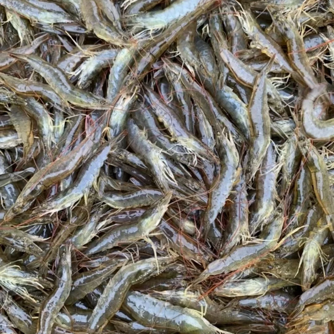 大连本地盐田虾（顺丰快递）不支持任何售后！！！