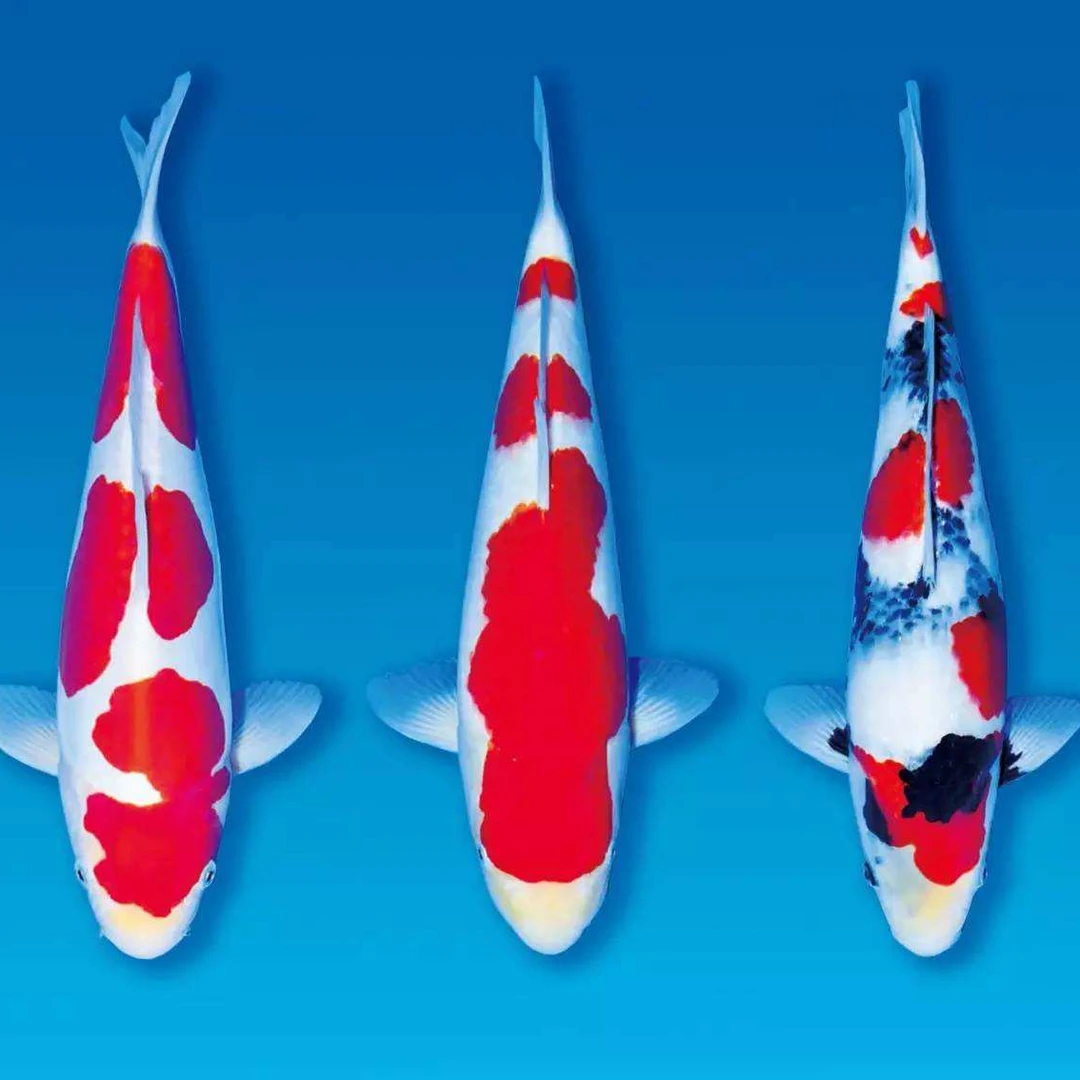 好运锦鲤观赏鱼直播间一物一拍3号专用链接