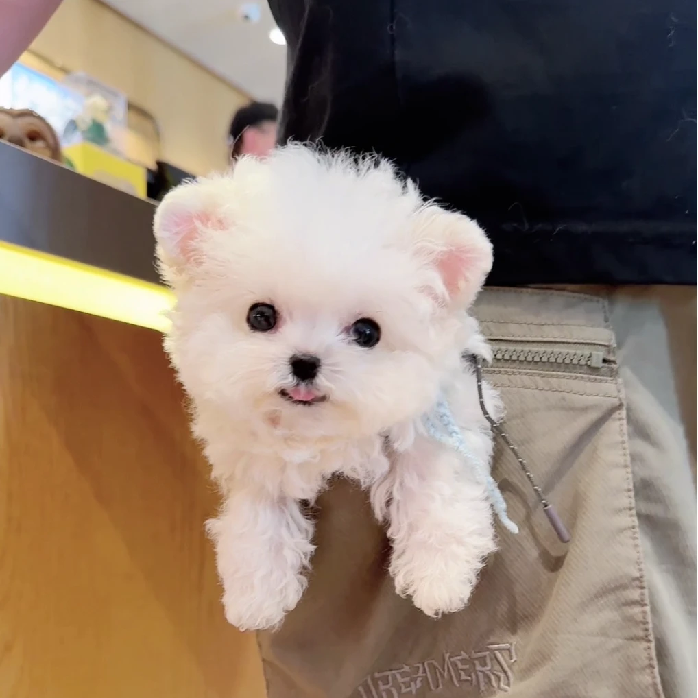 恩宠有家狗狗自提链接