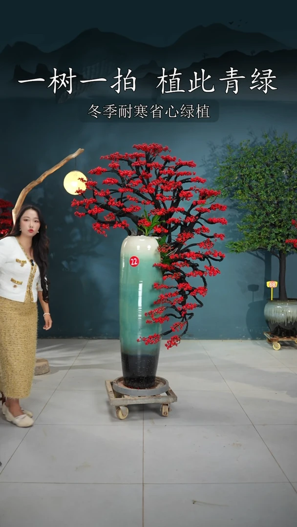 当前无花朵，栽培后可花朵m****卷北美冬青