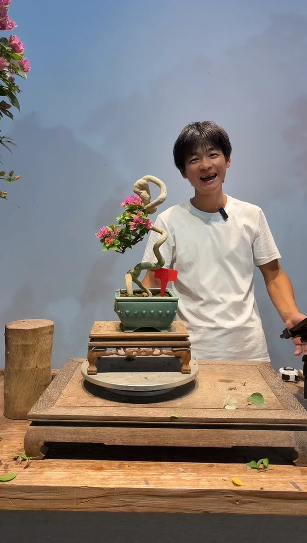 全部花朵简**单三角梅33
