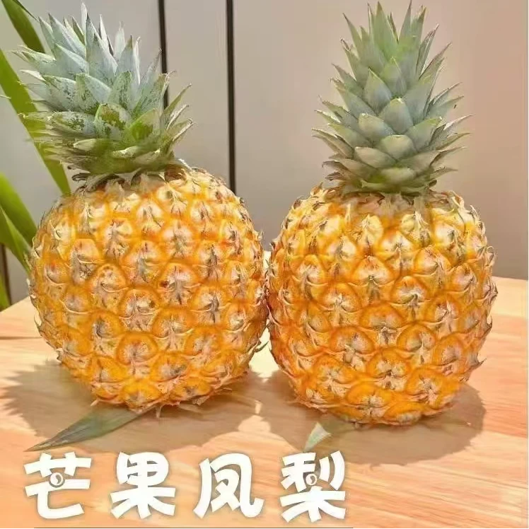 【芒果凤梨顺丰礼盒】海南台农23号芒果凤梨脆甜多汁新鲜凤梨原产地