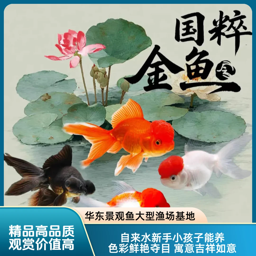 【6-8厘米】金鱼15尾 源头直销国狮泰狮鎏金鸿头等好养观赏鱼宠物