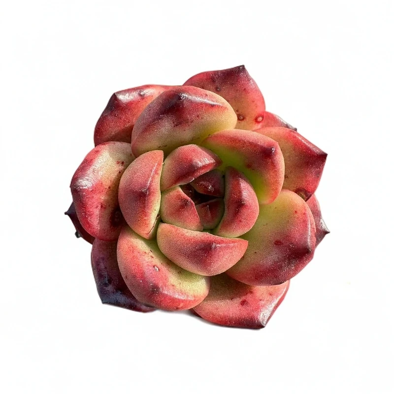 小tm多肉【满19包邮】