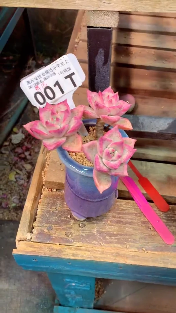 001T（一物一拍，精品多肉，w所见即所得 ）