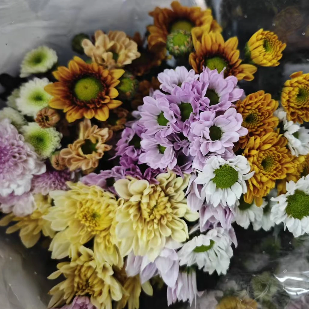 【一整扎】小雏菊 一扎 仅限大同平城区 云冈区可拍