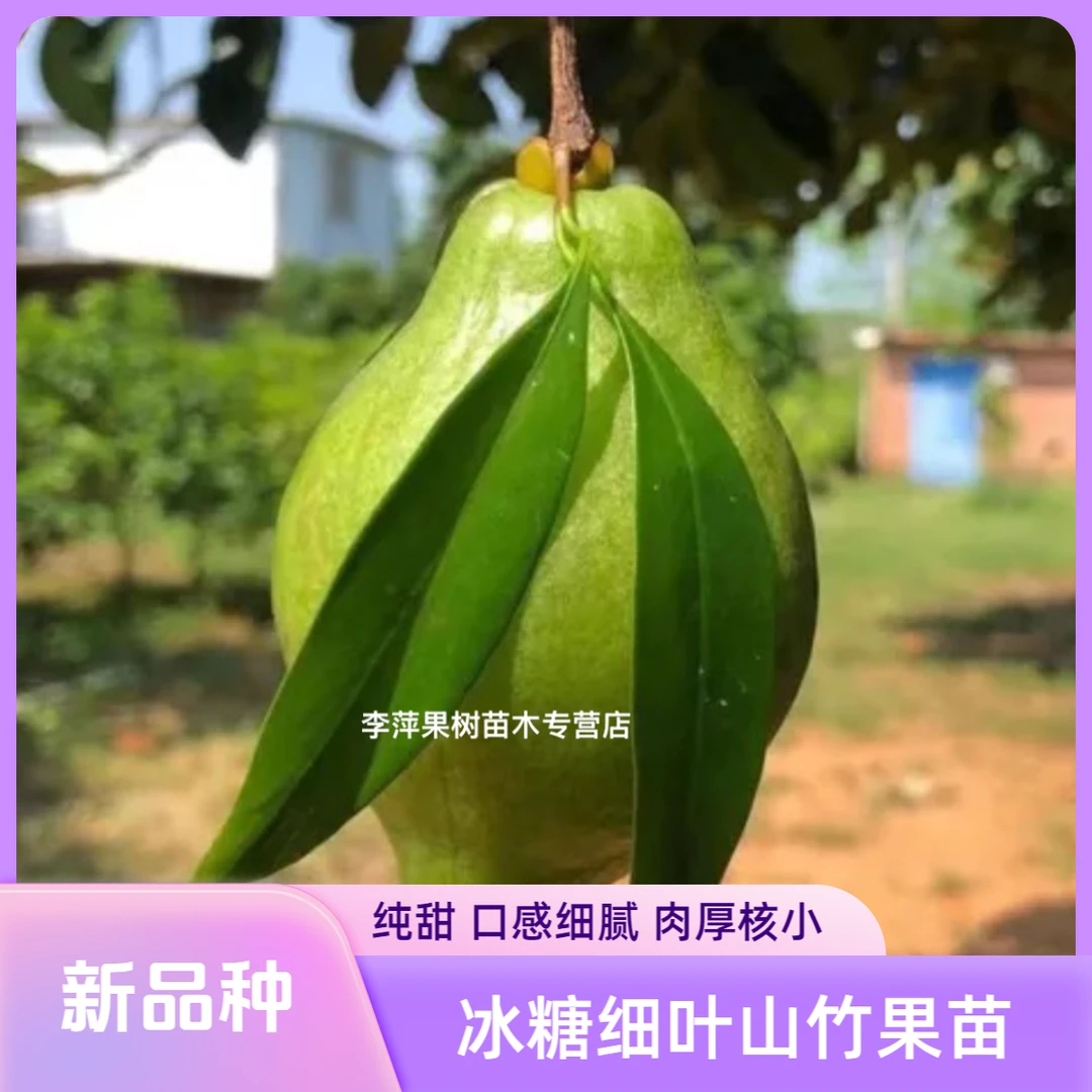 冰糖细叶山竹树苗 耐寒耐热 易种植易管理 【一物一拍】