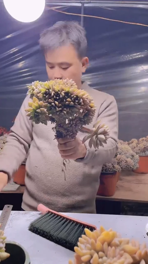 【闪购商品】缀化288