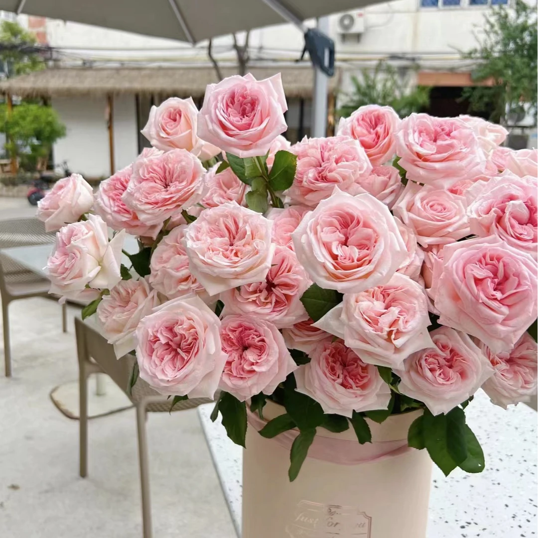 云南稀有玫瑰鲜花花材基地直发两单包邮顺丰冷链直发