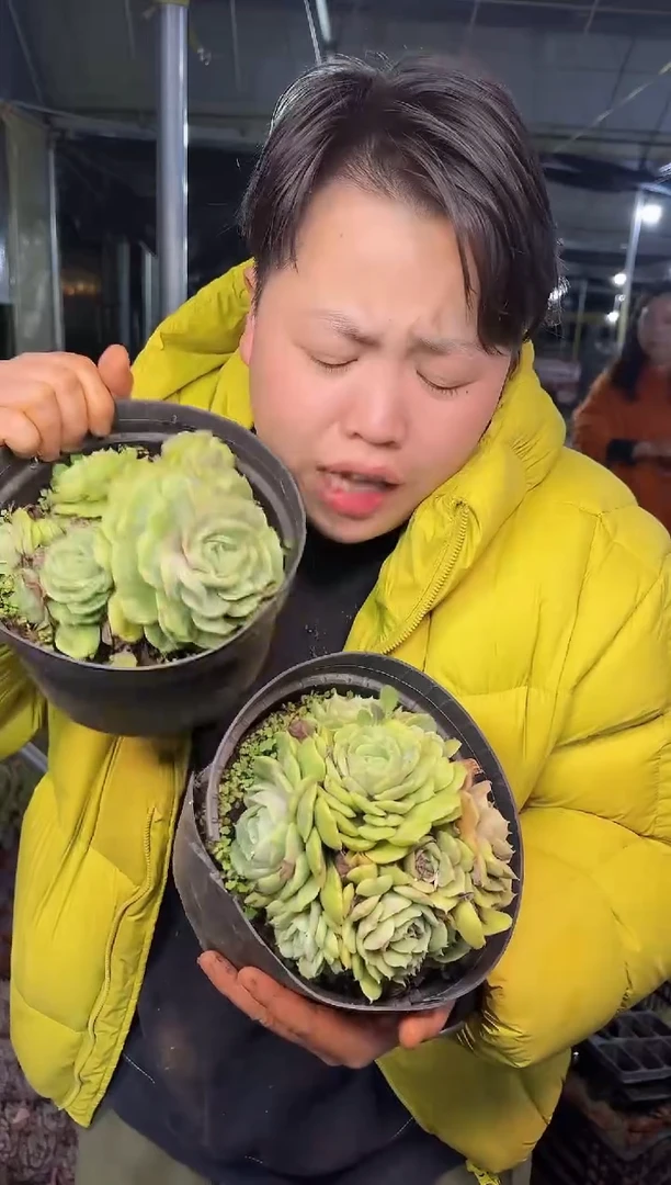 散群多头昂斯诺石化1颗3.99