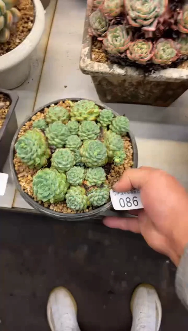 【闪购商品】86熊猫脸