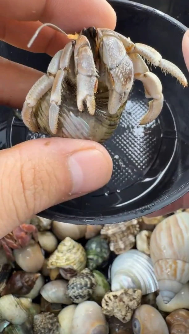 2.3口彩灰一只，不包全品