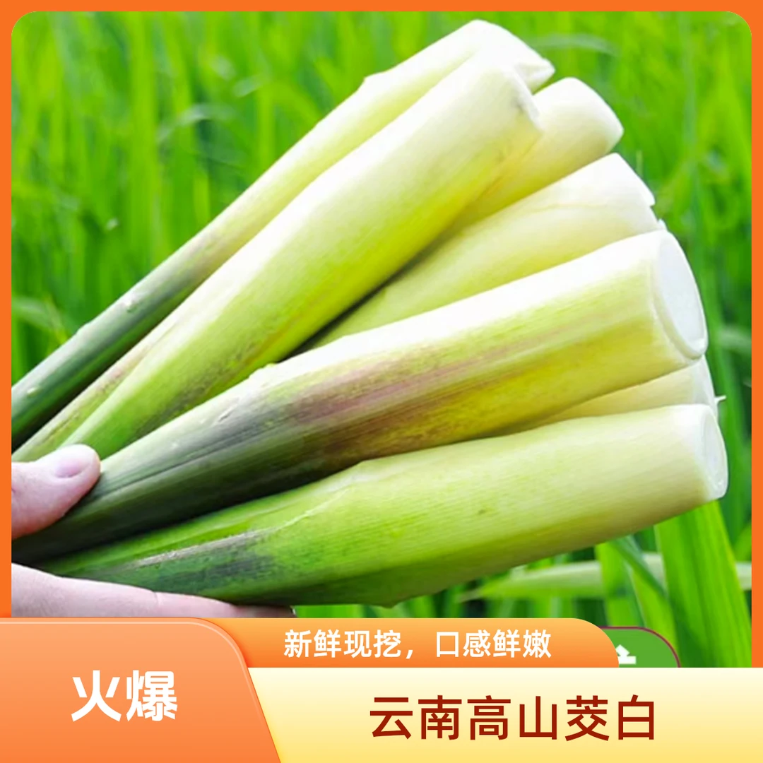 云南高山茭白现摘当季时令新鲜带壳茭瓜高笋水笋茭笋蔬菜鲜嫩爽口