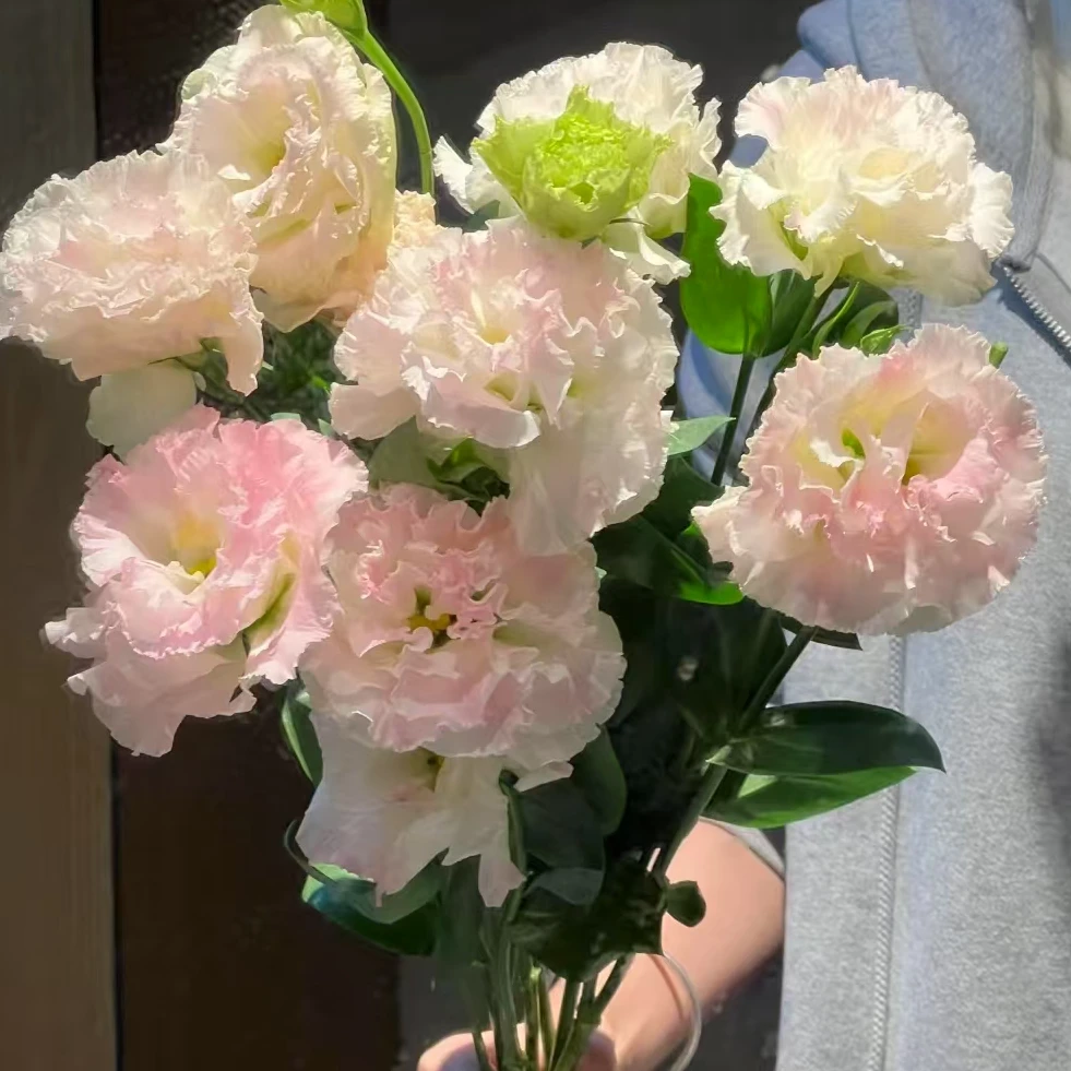 【一品花集】【冰淇淋】——洋桔梗600g