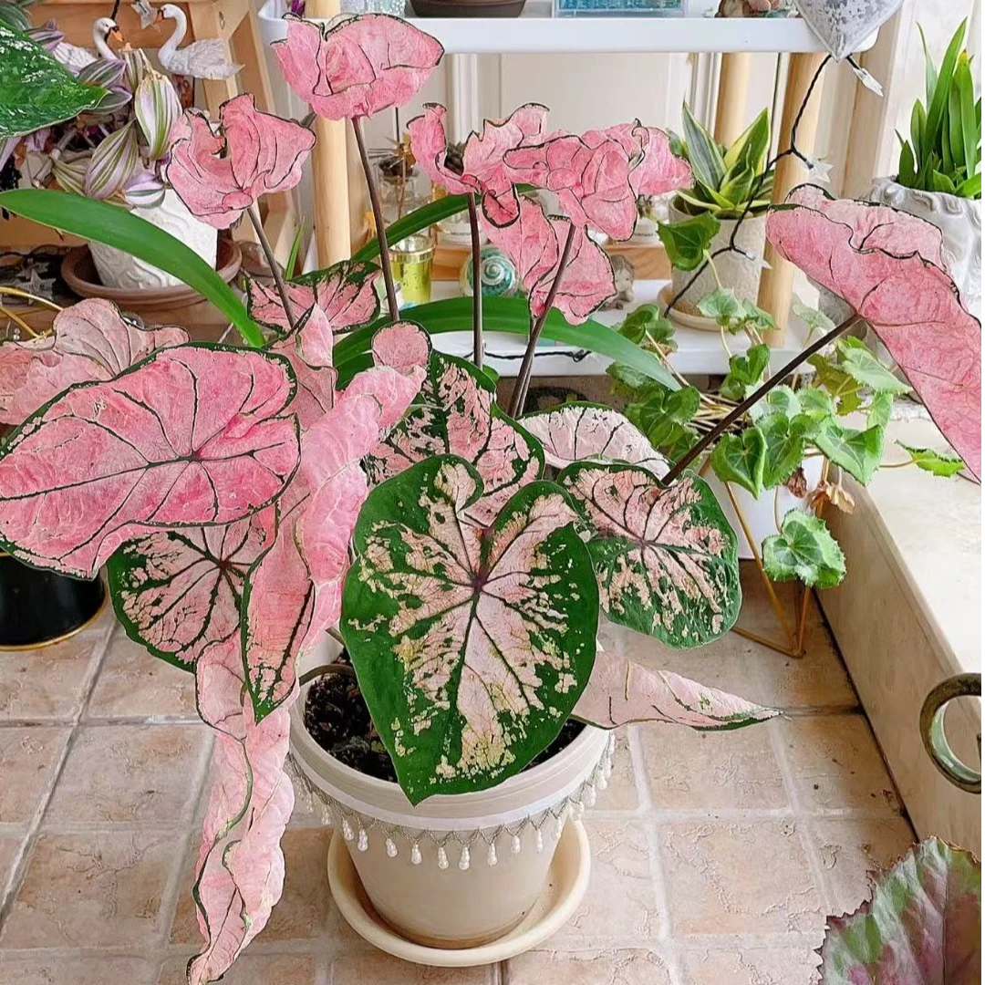 【粉色飞溅】彩叶芋种球原盆原土ins风耐晒好养颜色鲜艳