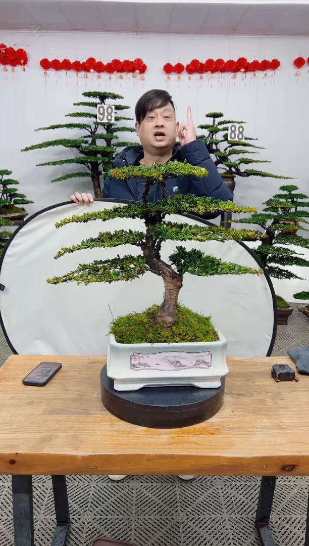 【闪购商品】盆景盆景
