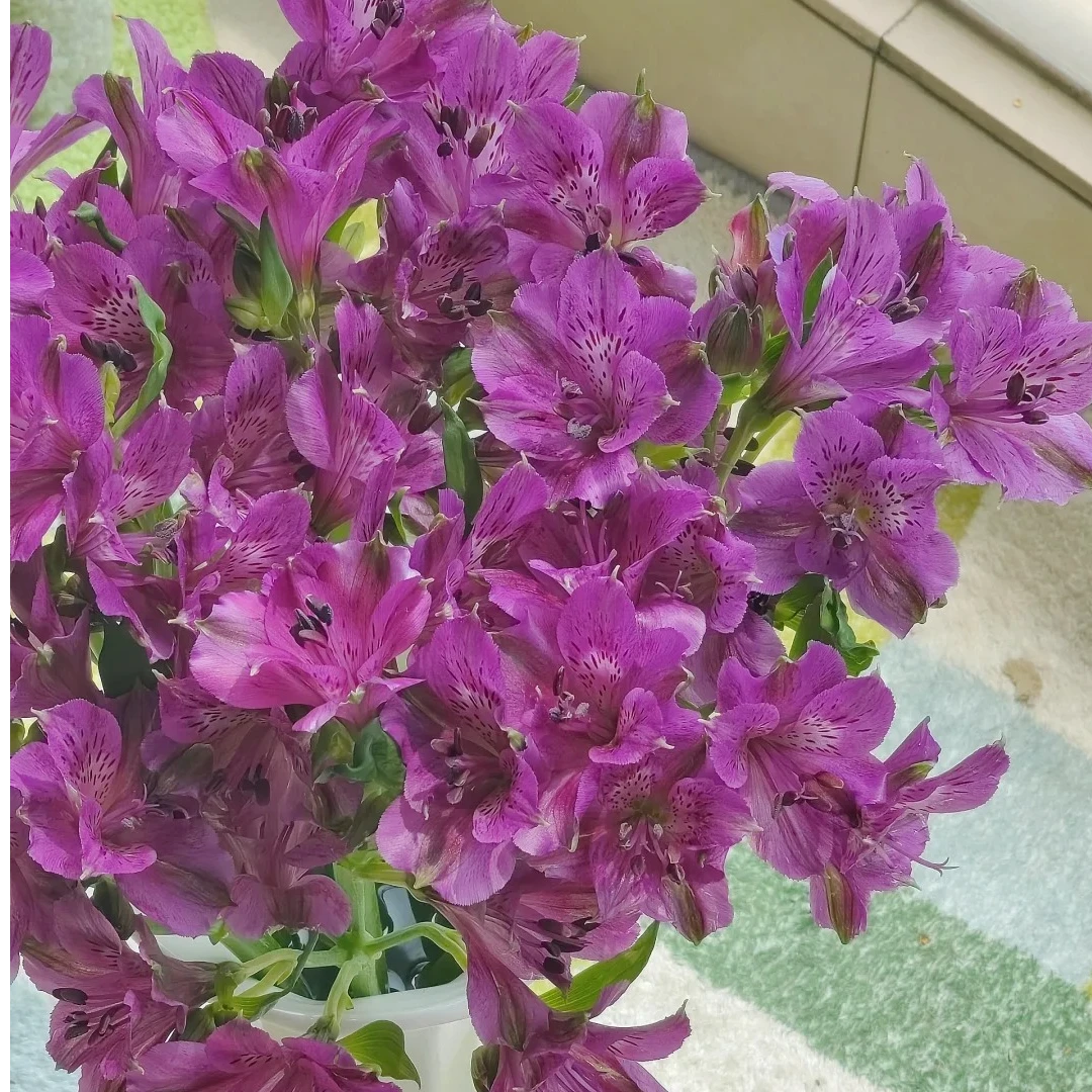 【云镜物语】深紫仙娜度水仙百合|两单顺丰/德邦空运