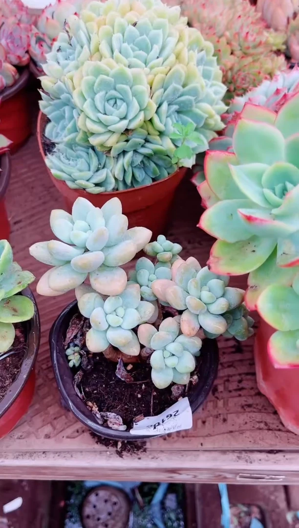 ?*儿多肉植物一物一拍26108