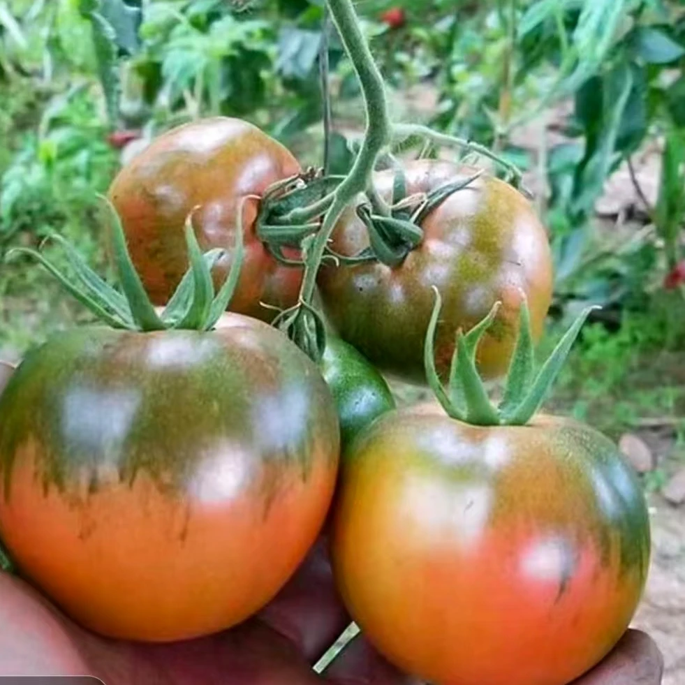 【顺丰包邮】东北家乡嘎啦柿子草莓柿子