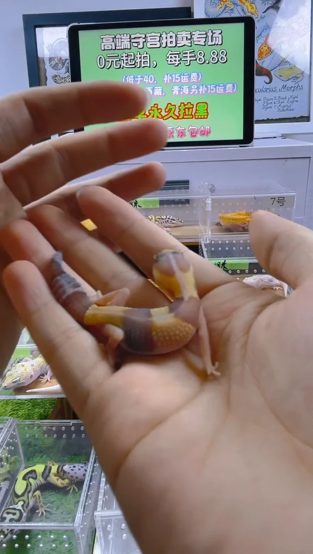 豹纹守宫豹纹守宫苗子亚成成体肥尾