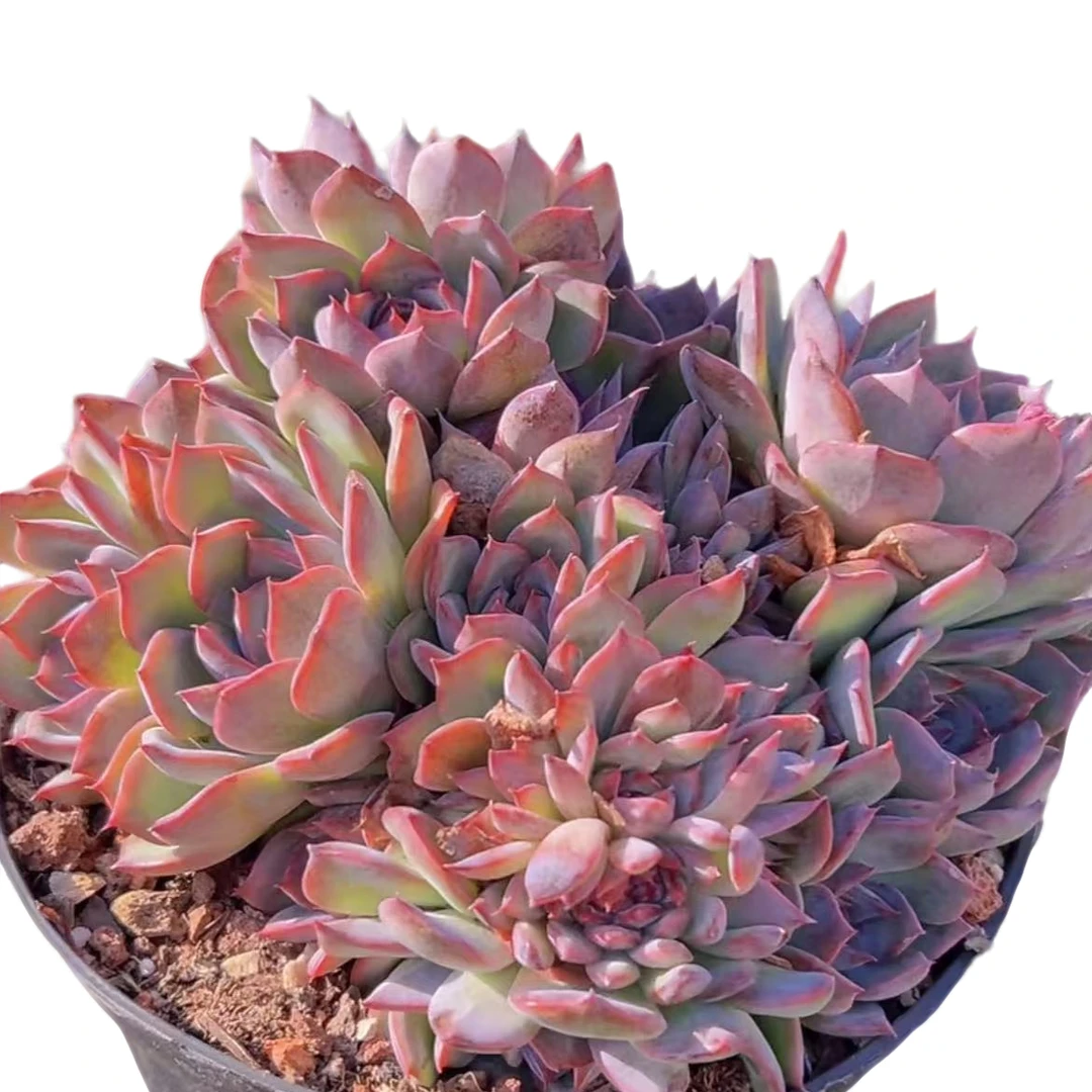 蓝莓脱土（多肉植物）以直播间展示为准云南基地源头直发新手好养