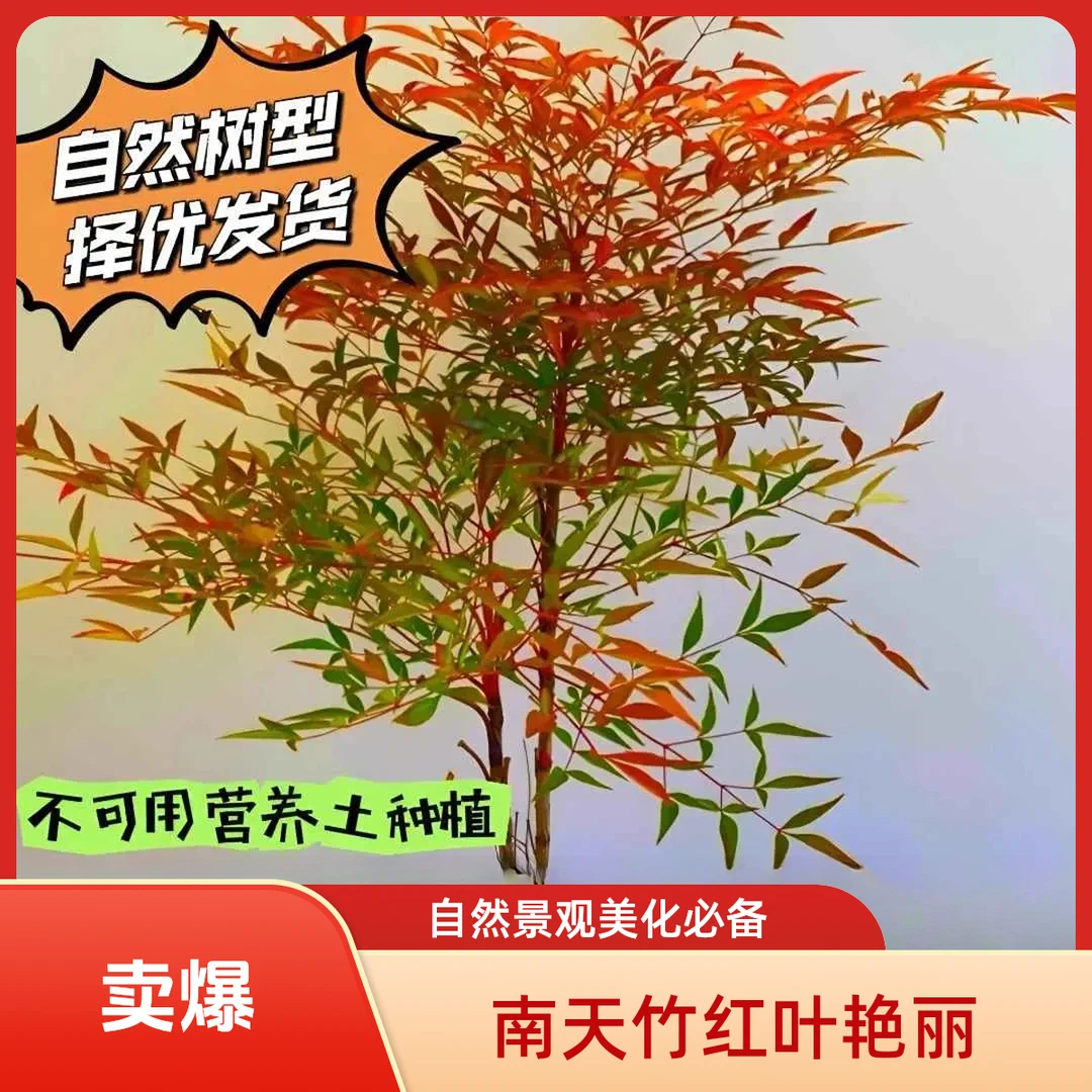 火焰南天竹四季红天竹盆景老桩树苗庭院室内万年红盆栽竹子X3商品图