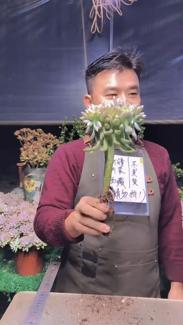 132淡雪缀化一物一拍
