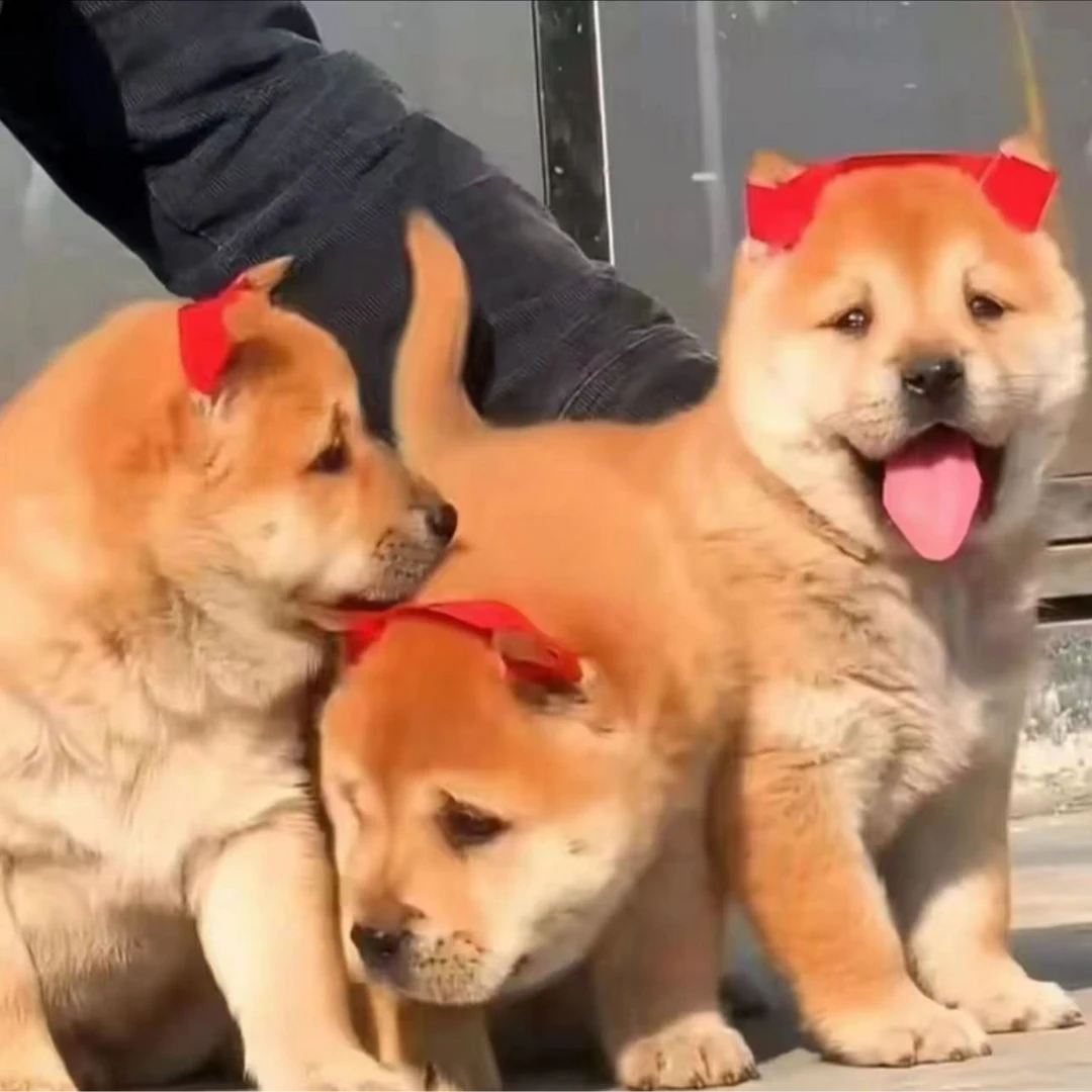 中华田园犬大黄五黑黄狗白面直播链接
