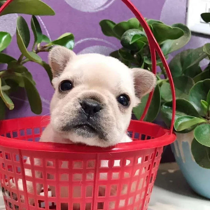 【妹妹-白】法牛犬幼犬活体纯种宠物狗狗法国斗牛犬活体幼崽法斗