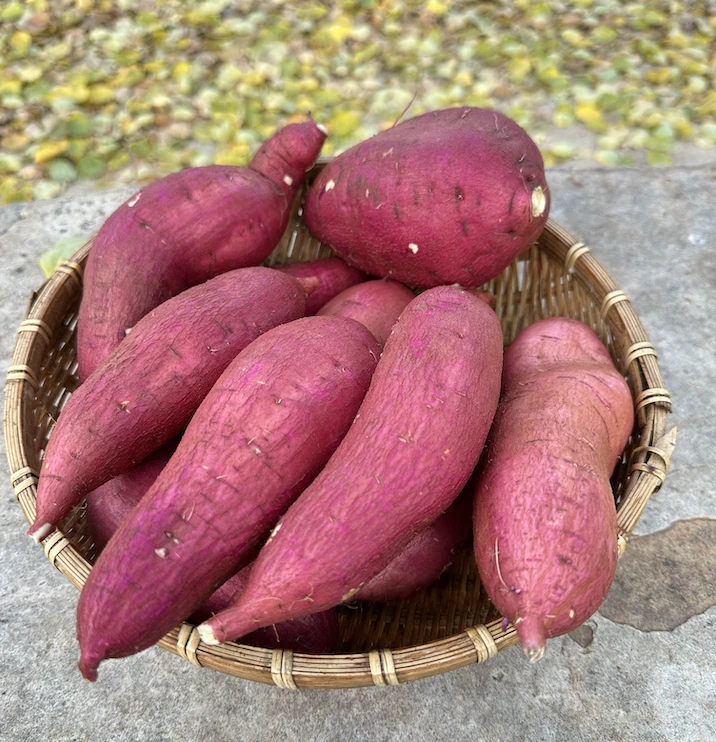 晋南山地红薯粉面甘甜 蒸烤煮粥又香又甜5斤包邮