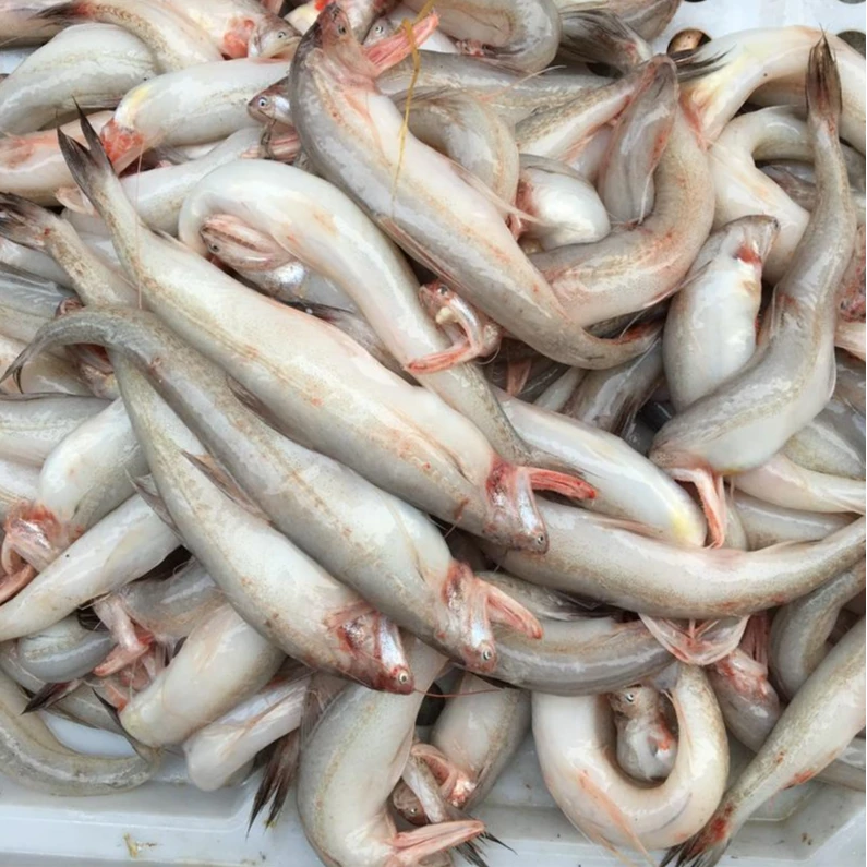 东海特色野生【豆腐鱼】深海海捕龙头鱼水潺新鲜宝宝辅食【达人专属】