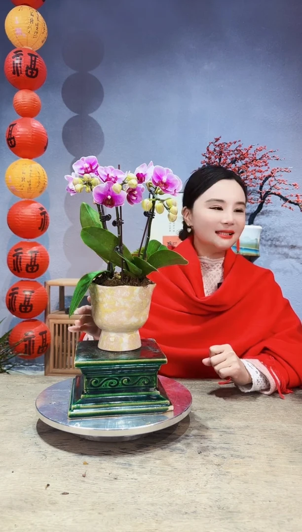 【闪购商品】盆景蝴蝶兰 宝贝